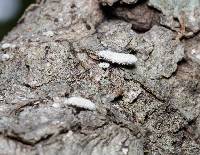 Schizophyllum commune image