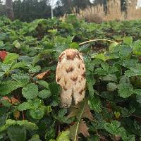 Coprinus comatus image