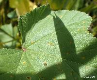 Puccinia malvacearum image