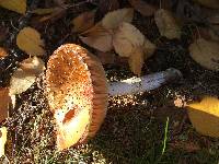 Amanita muscaria image