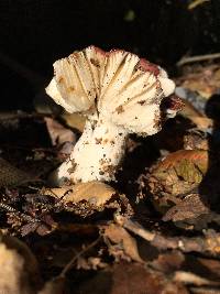 Russula nitida image