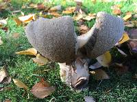 Leccinum scabrum image