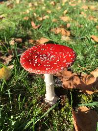 Amanita muscaria image