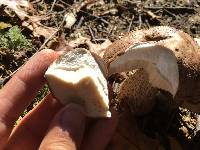 Leccinum scabrum image