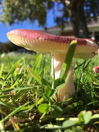 Russula nitida image