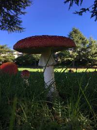 Amanita muscaria image