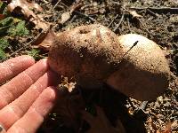 Leccinum scabrum image