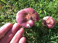 Russula nitida image