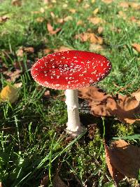 Amanita muscaria image