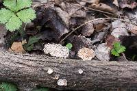 Schizophyllum commune image