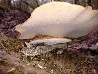 Polyporus squamosus image