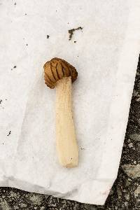 Morchella punctipes image