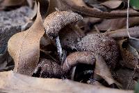 Coprinellus micaceus image