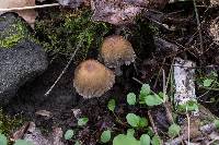 Coprinellus micaceus image