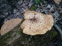 Polyporus squamosus image