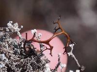 Image of Cornicularia aculeata