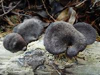 Polyporus dictyopus image