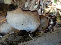 Polyporus dictyopus image