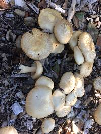 Agrocybe putaminum image