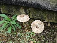 Macrolepiota clelandii image