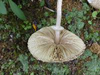 Macrolepiota clelandii image