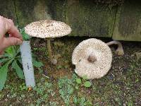 Macrolepiota clelandii image