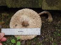 Macrolepiota clelandii image