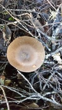 Amanita pekeoides image