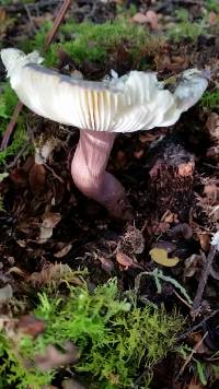 Russula atroviridis image