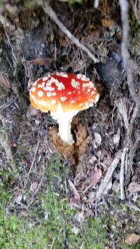 Amanita muscaria image