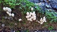 Coprinellus disseminatus image