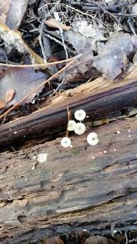 Mycena globuliformis image