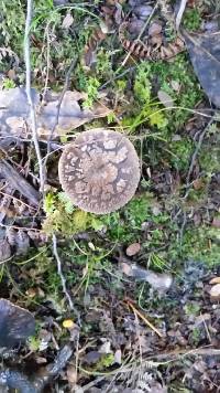 Amanita nothofagi image