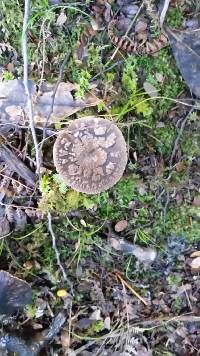 Amanita nothofagi image