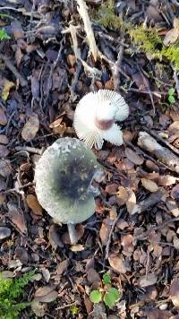 Russula atroviridis image