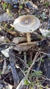 Amanita pekeoides image