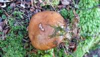 Suillus luteus image