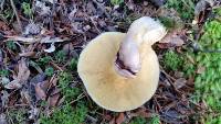 Suillus luteus image