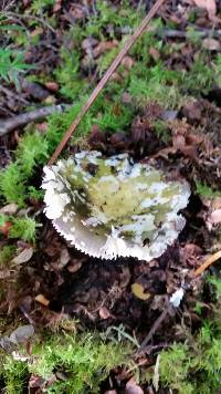 Image of Russula atroviridis