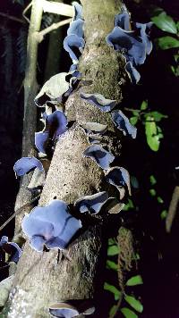 Auricularia cornea image