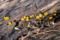 Dacrymyces capitatus image