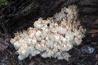 Hericium coralloides image