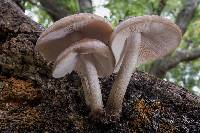 Pluteus cervinus image