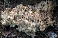 Hericium coralloides image