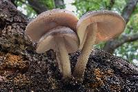 Pluteus cervinus image