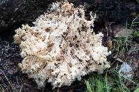 Hericium coralloides image