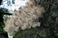 Hericium coralloides image