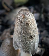 Coprinopsis lagopus image