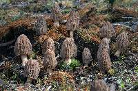 Morchella brunnea image