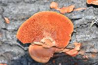 Pycnoporus cinnabarinus image